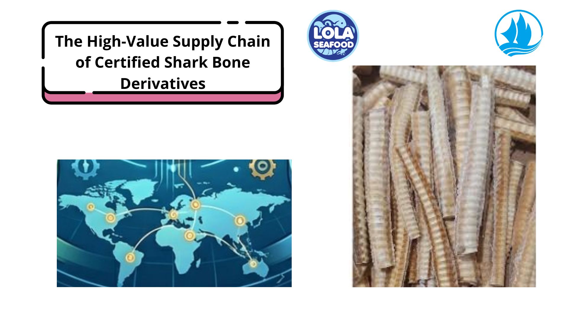 The High-Value Supply Chain of Certified Shark Bone Derivatives